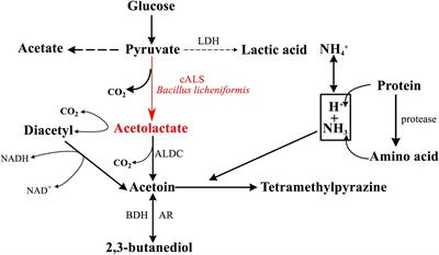 Structure-Based Design of <mark class="highlighted">Acetolactate Synthase</mark> From Bacillus licheniformis Improved Protein Stability Under Acidic Conditions